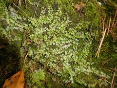 Plagiomnium rostratum