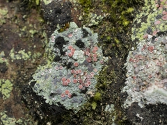 Haematomma