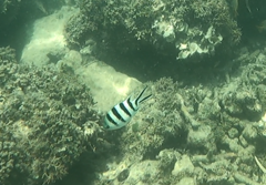 Abudefduf sexfasciatus
