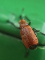 Pseudomesauletes