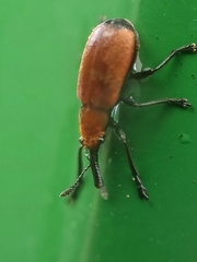 Pseudomesauletes