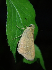 Borbo cinnara