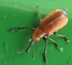 Pseudomesauletes