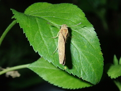 Borbo cinnara