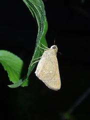 Borbo cinnara