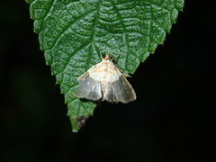 Agrotera