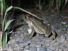 Bufo bankorensis
