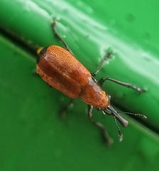 Pseudomesauletes
