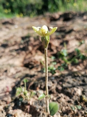 Disperis villosa