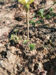 Disperis villosa