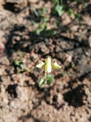 Disperis villosa