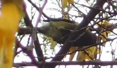 Anthornis melanura melanura