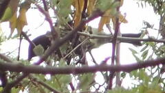 Anthornis melanura melanura