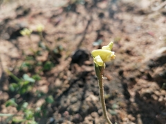 Disperis villosa