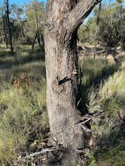 Eucalyptus microcarpa