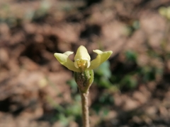 Disperis villosa