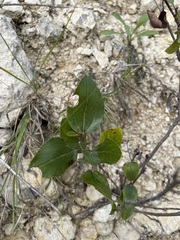 Malus ioensis texana