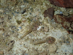 Fejervarya limnocharis