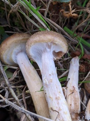 Armillaria gallica