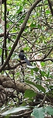 Copsychus malabaricus