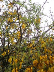 Anthornis melanura melanura