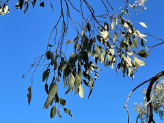 Eucalyptus microcarpa