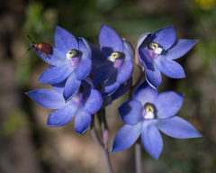 Thelymitra megcalyptra