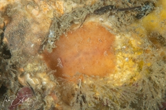 Sclerodoris