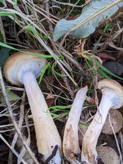 Armillaria gallica
