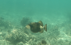 Balistoides viridescens