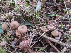 Armillaria gallica