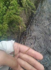 Pogonatherum crinitum