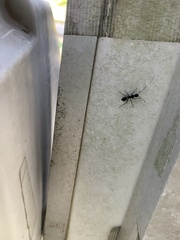 Camponotus japonicus
