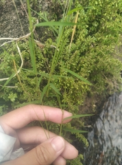 Pogonatherum crinitum