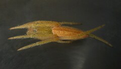 Eustala fuscovittata