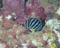 Chaetodon ornatissimus