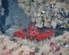 Enoplometopus occidentalis