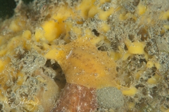 Sclerodoris