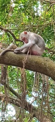 Macaca cyclopis