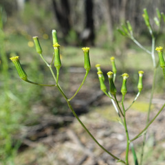 Senecio phelleus