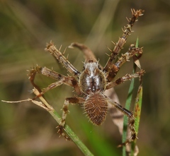 Eriophora