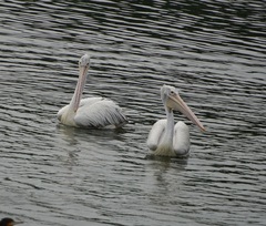 Pelecanus philippensis