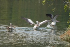 Pelecanus philippensis