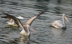 Pelecanus philippensis
