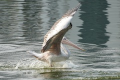 Pelecanus philippensis