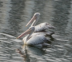 Pelecanus philippensis