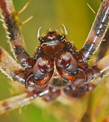 Eriophora