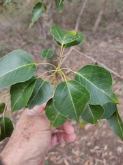Brachychiton populneus
