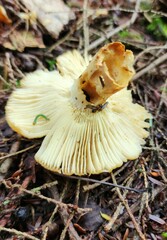 Russula granulata