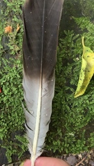 Hemiphaga novaeseelandiae novaeseelandiae
